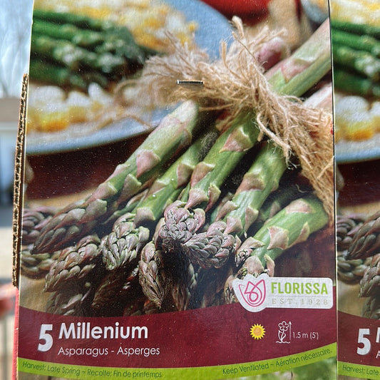 Asparagus  Crowns