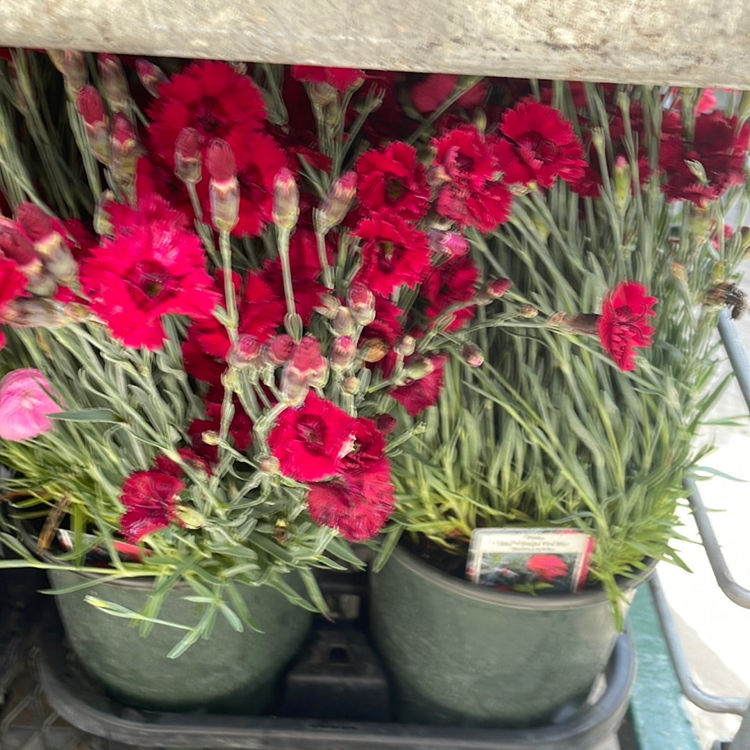 1 Gal Dianthus