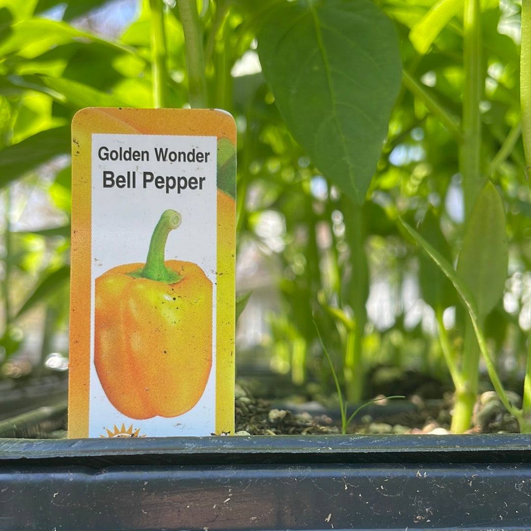 Golden California Wonder Yellow Bell Pepper (Multi Pack)