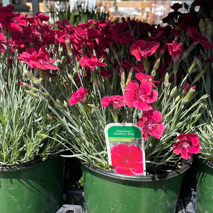 1 Gal Dianthus