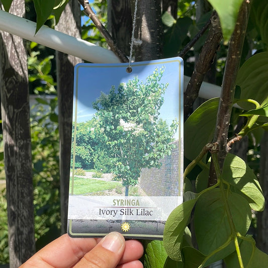 Ivory Silk Lilac Tree