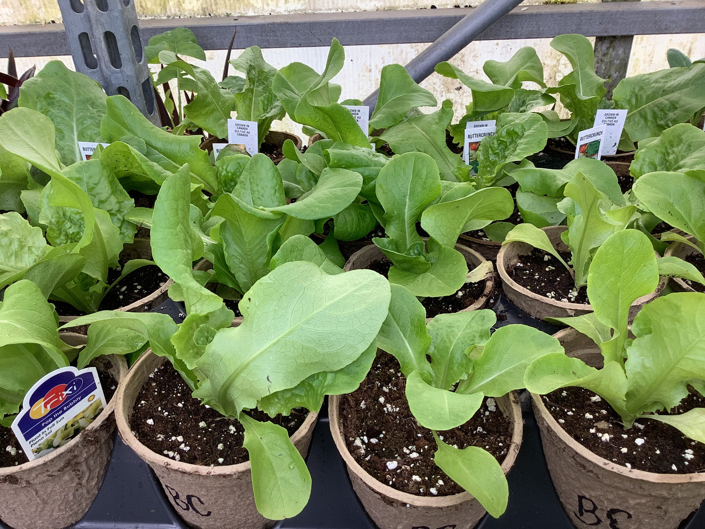 4" Lettuce