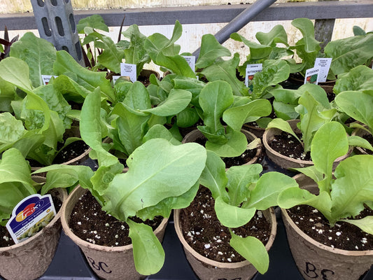 4" Lettuce