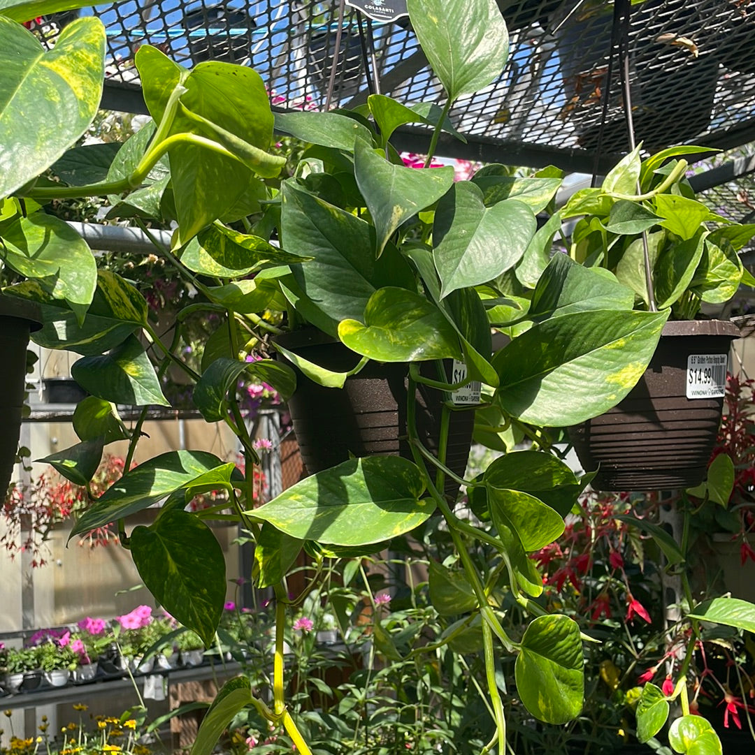 6.5" Golden Pothos Hanging Basket