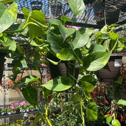 6.5" Golden Pothos Hanging Basket