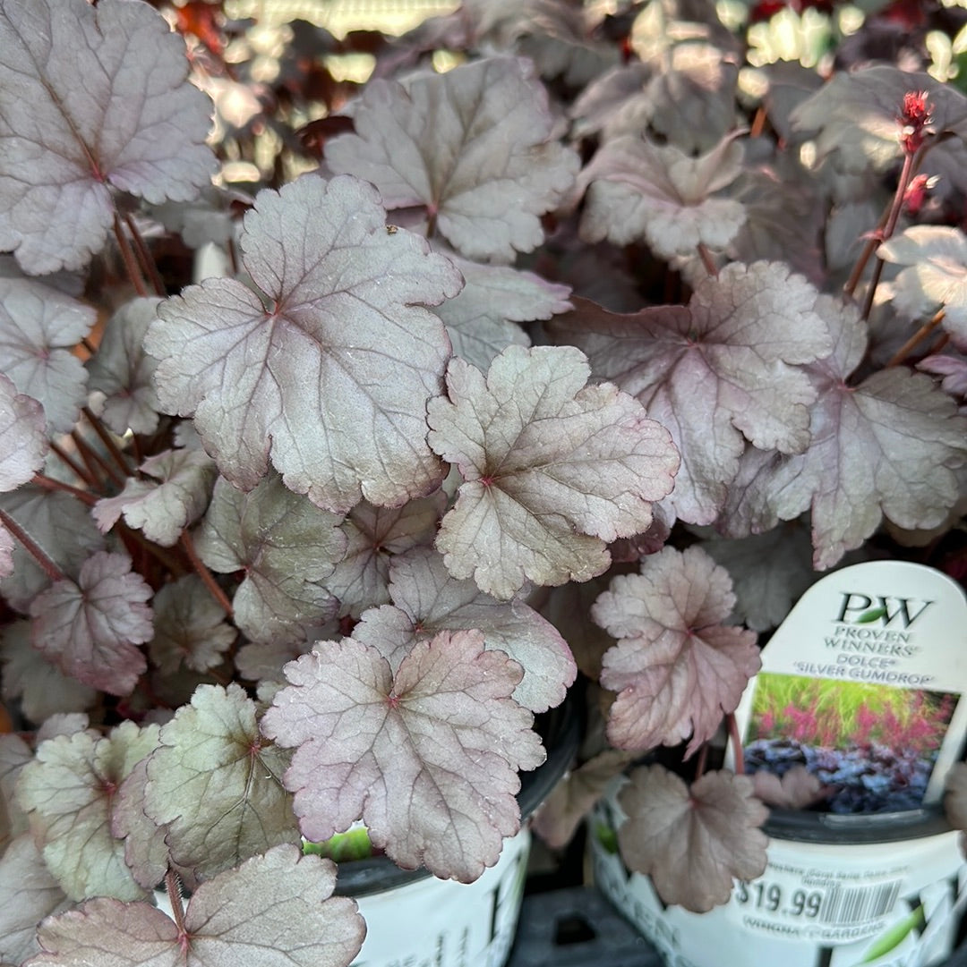 1 Gal Heuchera (Coral Bells)