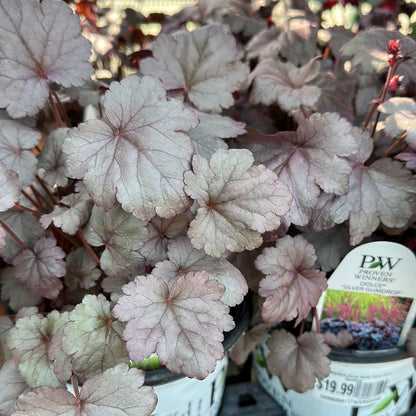 1 Gal Heuchera (Coral Bells)