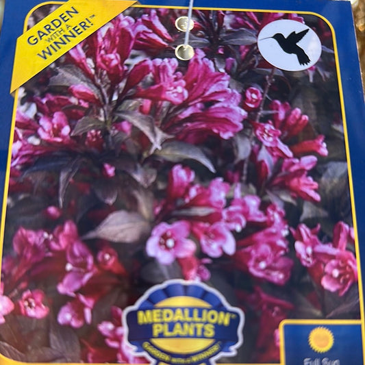 Weigela 'Verweig 3' Minor Black Standard