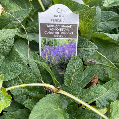 1 Gal Perennial Sage (Salvia)
