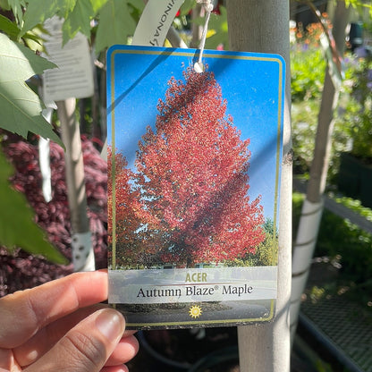 Autumn Blaze Maple Tree