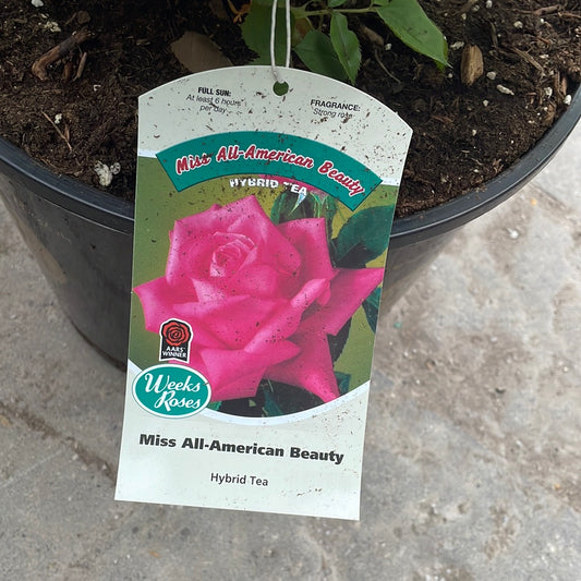 Weeks Roses 'Miss All American Beauty' (Hybrid Tea)