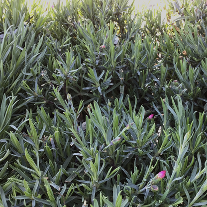 1 Gal Dianthus