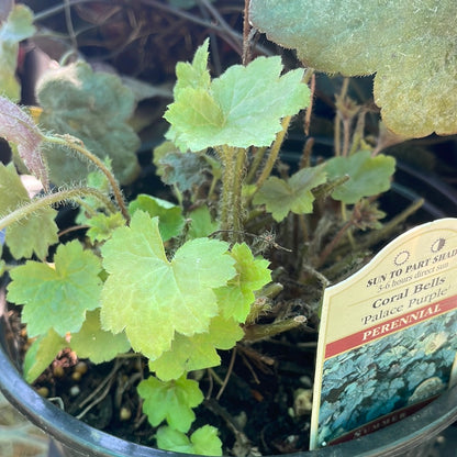 1 Gal Heuchera (Coral Bells)