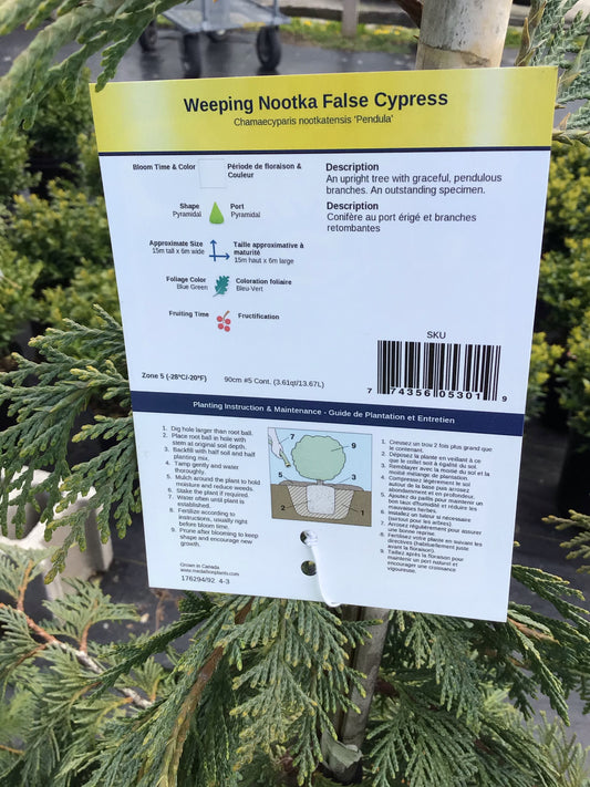 Weeping Nootka False Cypress 7 Gal