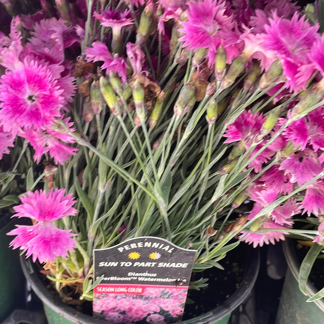 1 Gal Dianthus