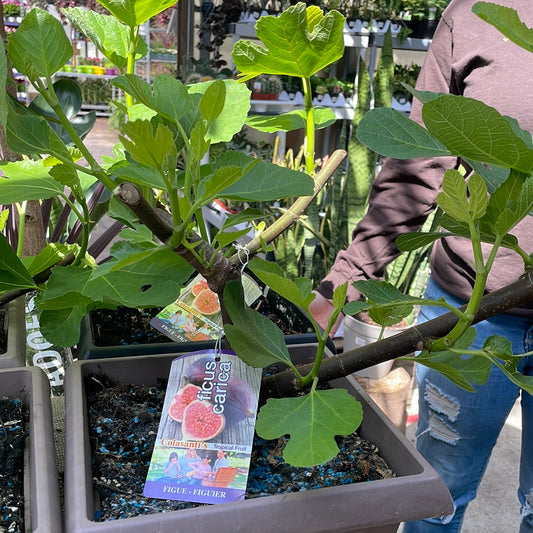 Italian Fig Plant