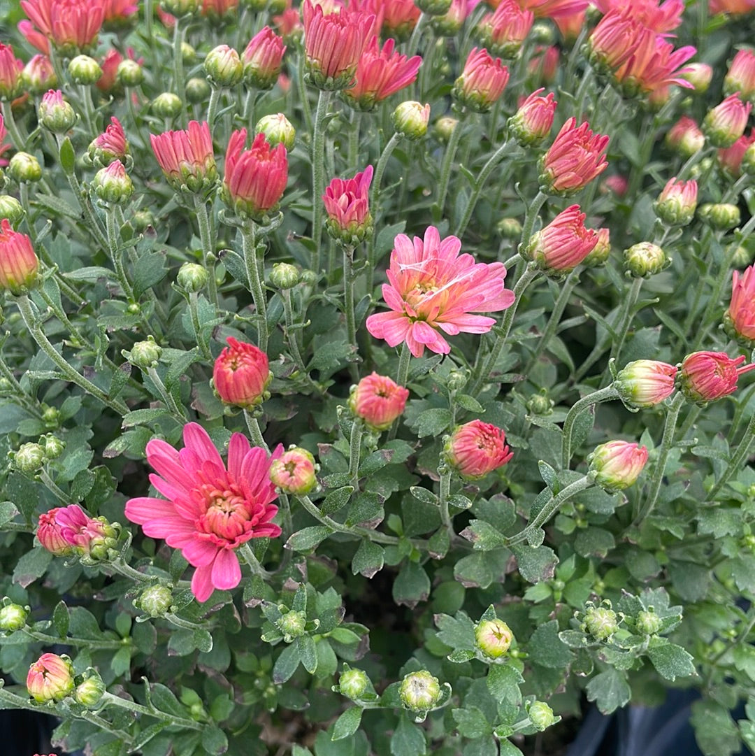 6" Fall Mums