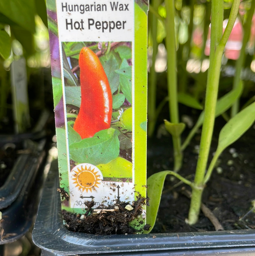 Hungarian Wax Hot Pepper (Multi Pack)
