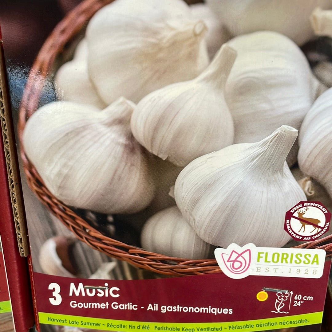 Garlic Bulbs