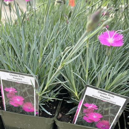 4" Dianthus