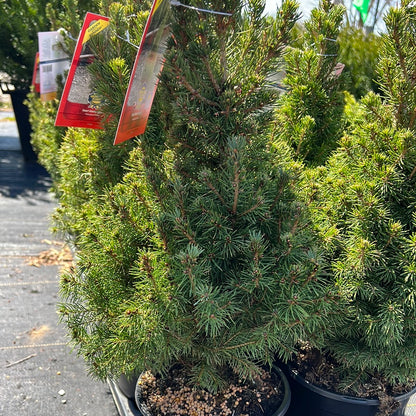Dwarf Alberta Spruce