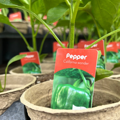 4" Sweet Peppers