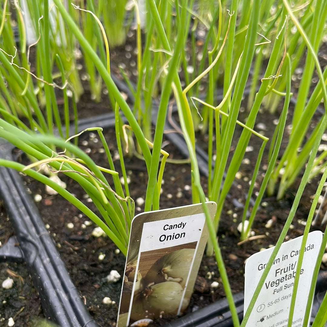 Onion Plant (Multi Pack)