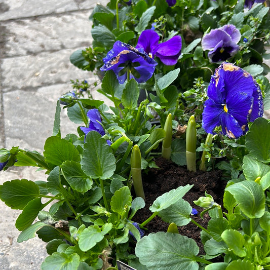 11” Pansy Planter with Daffodil