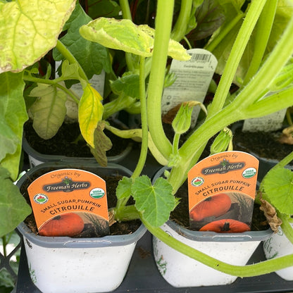 4" Organic Pumpkin