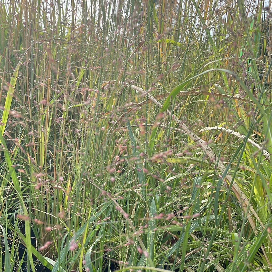 1 Gal Heavy Metal Blue Switch Grass (Panicum)