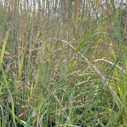 1 Gal Heavy Metal Blue Switch Grass (Panicum)