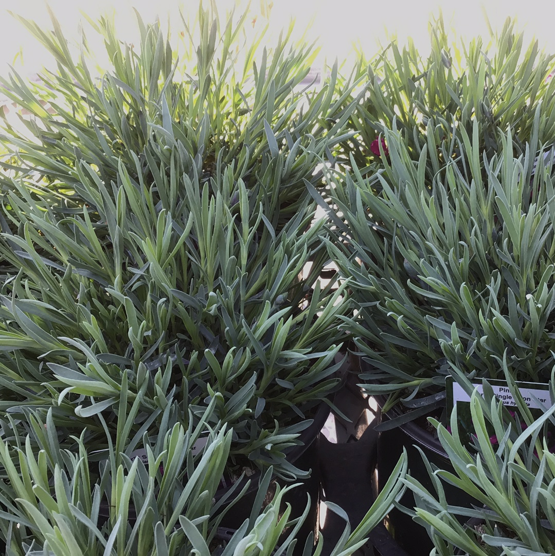 1 Gal Dianthus