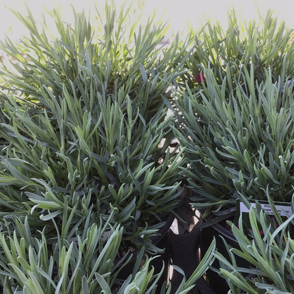 1 Gal Dianthus