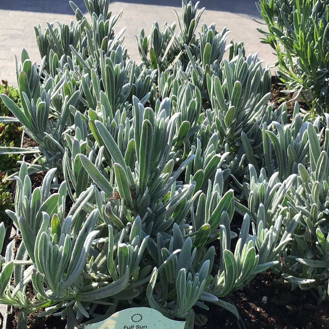 1 Gal Perennial Lavendero
