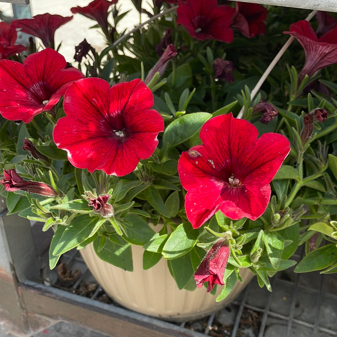 10" Petunia Hanging Basket