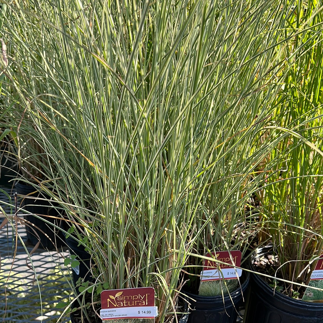 Morning Light Maiden Grass (Miscanthus)