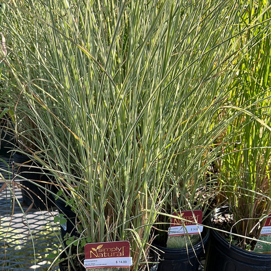 Morning Light Maiden Grass (Miscanthus)