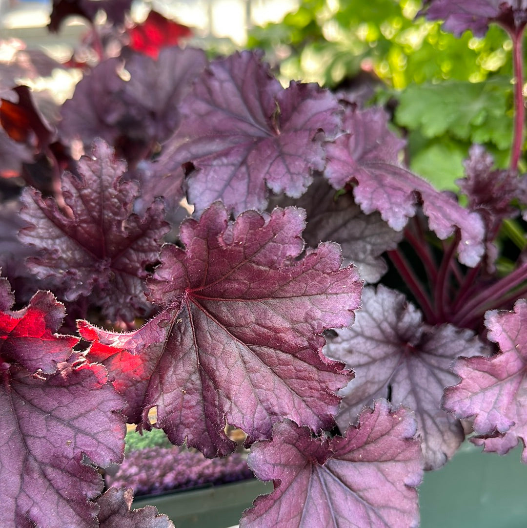 1 Gal Heuchera (Coral Bells)