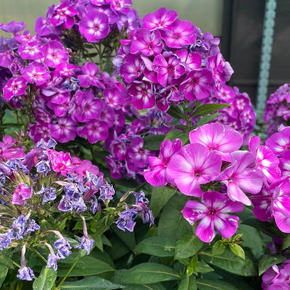 1 Gal Tall/Garden/Summer Phlox