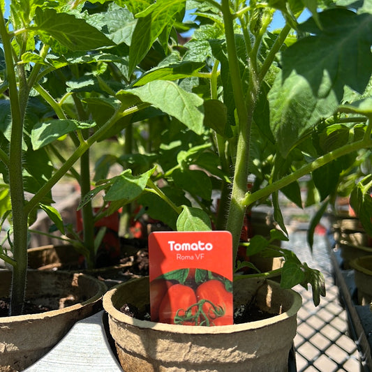 4" Tomato Roma