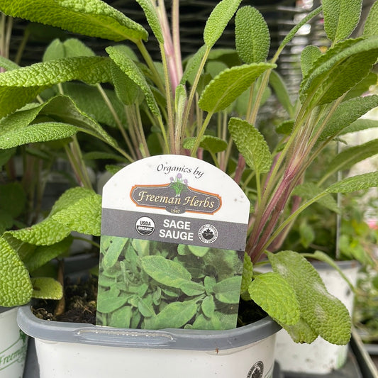 Organic 4" Sage