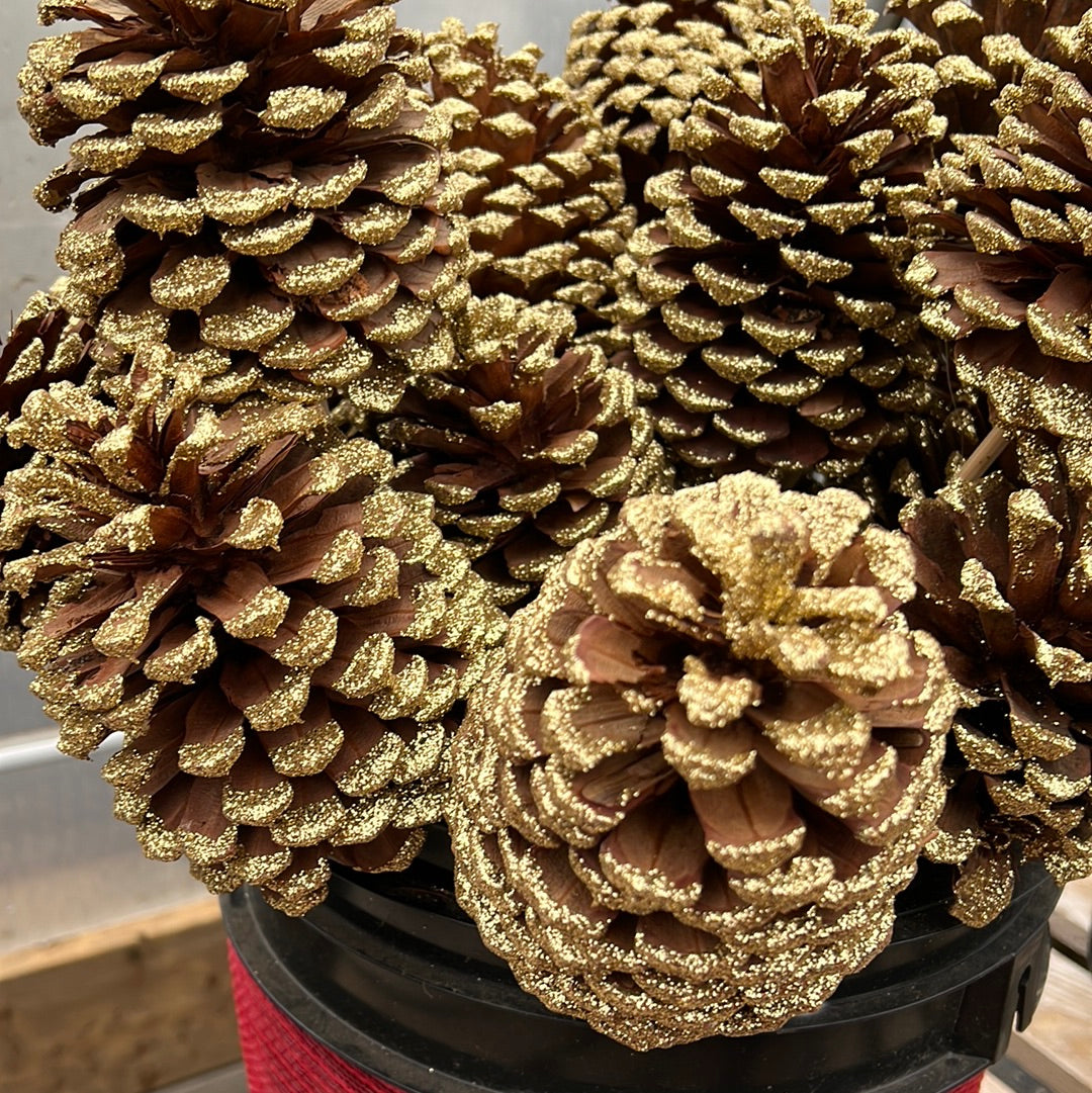 Pine Cones