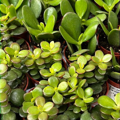 Jade (Crassula Ovata)