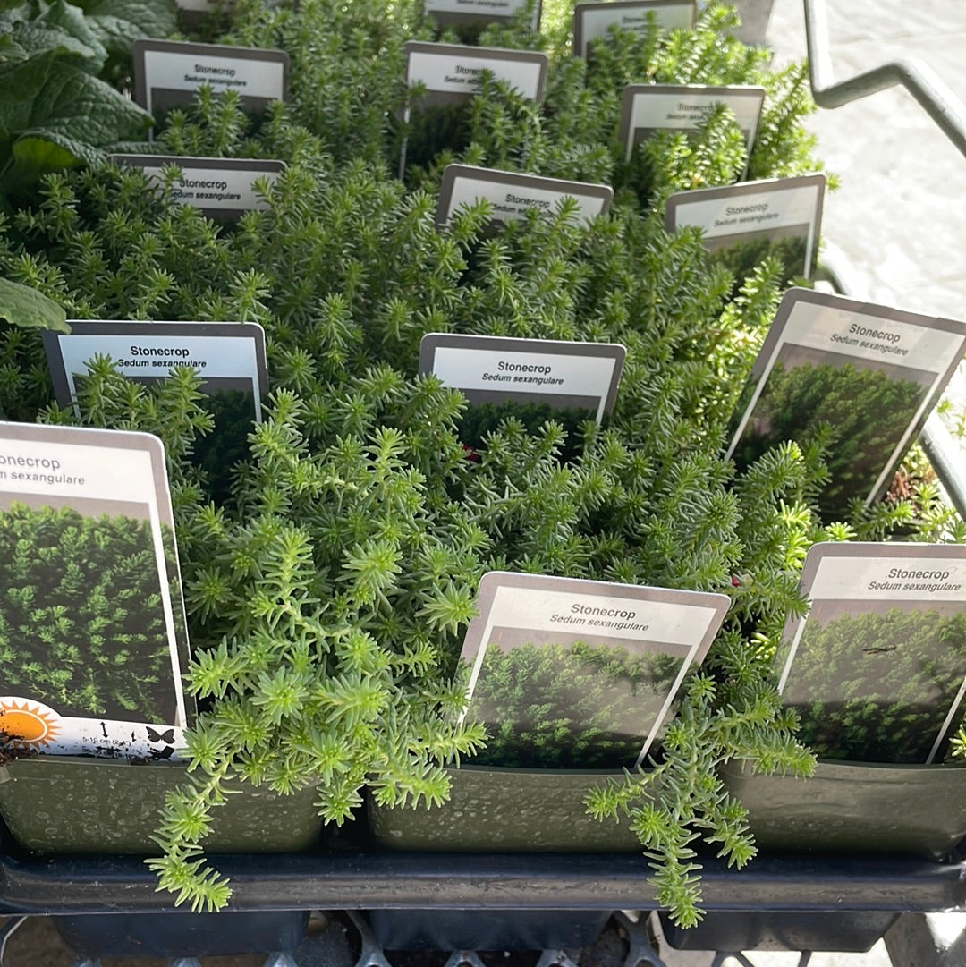 4" Sedum (Stonecrop)