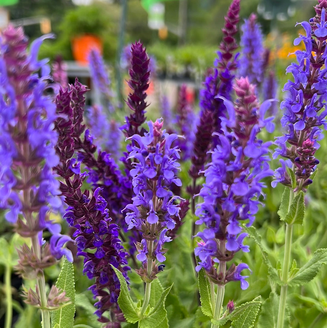 4" Perennial Sage 'Salvia'