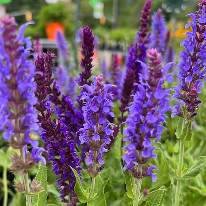4" Perennial Sage 'Salvia'
