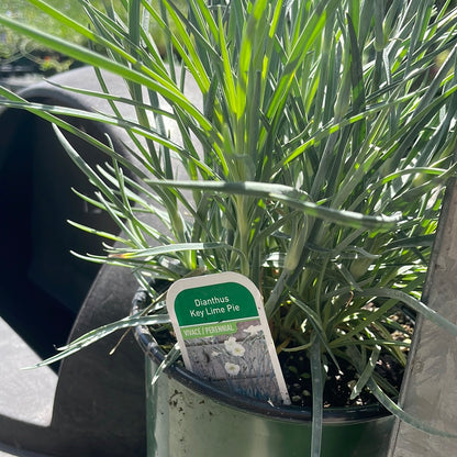 1 Gal Dianthus