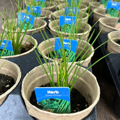 4" Chives