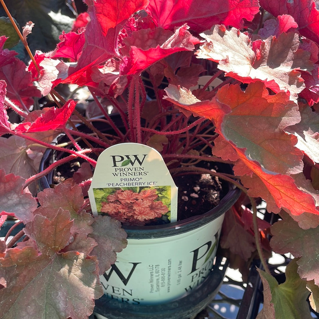1 Gal Heuchera (Coral Bells)