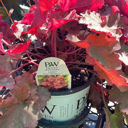 1 Gal Heuchera (Coral Bells)